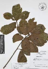 Quercus candicans image