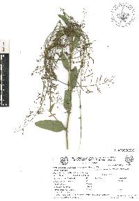 Desmodium cordistipulum image