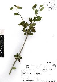 Sida rhombifolia image