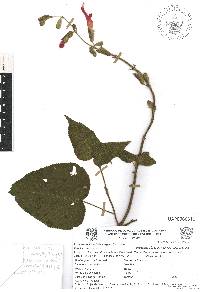 Salvia fulgens image