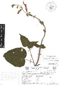 Salvia gesneriiflora image