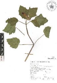 Martynia annua image