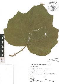 Martynia annua image