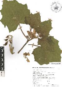 Martynia annua image