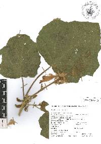 Martynia annua image