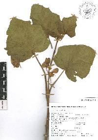 Martynia annua image