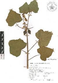 Martynia annua image