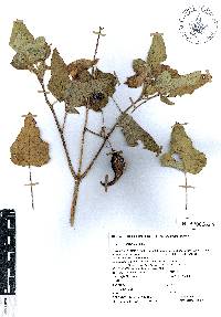 Proboscidea triloba image