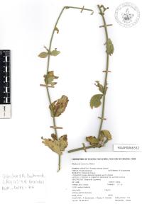 Russelia retrorsa image
