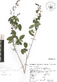 Desmodium canaliculatum image