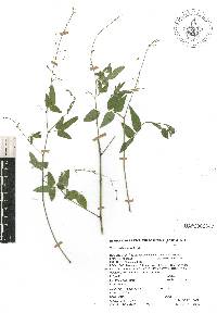 Desmodium procumbens image