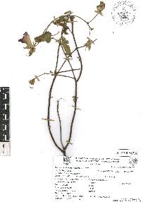 Martynia annua image