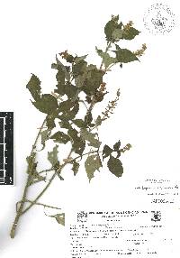 Salvia longispicata image