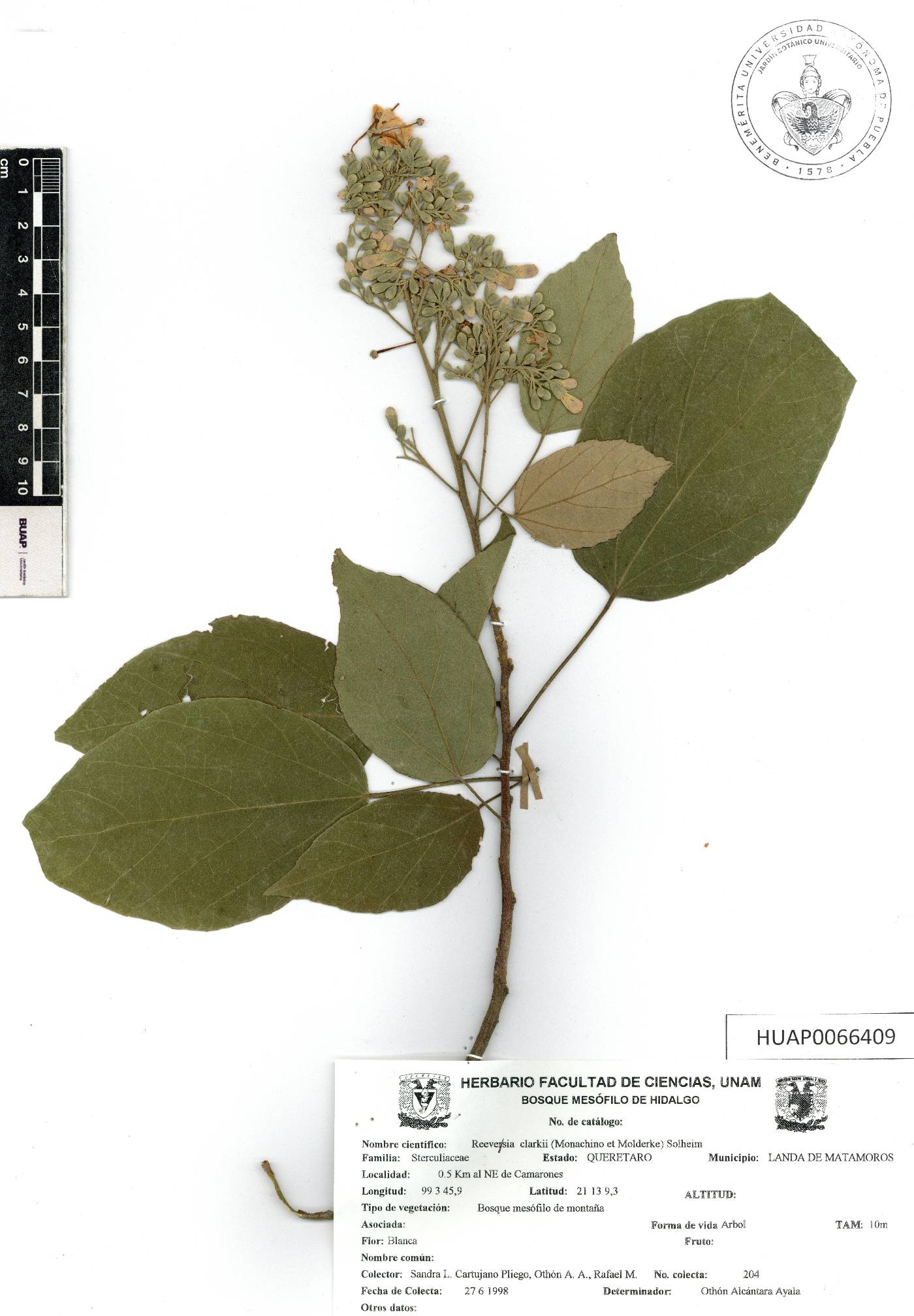 Reevesia clarkii image