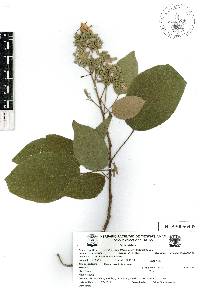 Image of Reevesia clarkii