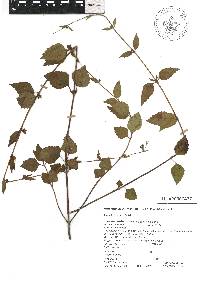 Scutellaria dumetorum image