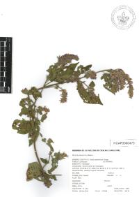 Salvia polystachia image