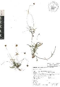 Tridax coronopifolia image