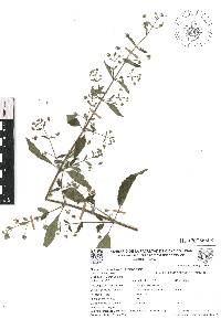 Mesosphaerum urticoides image