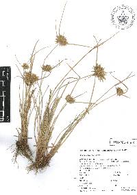 Cyperus polystachyos image