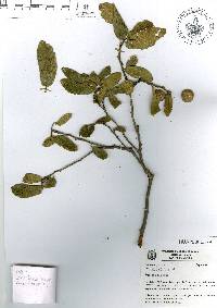 Quercus praeco image