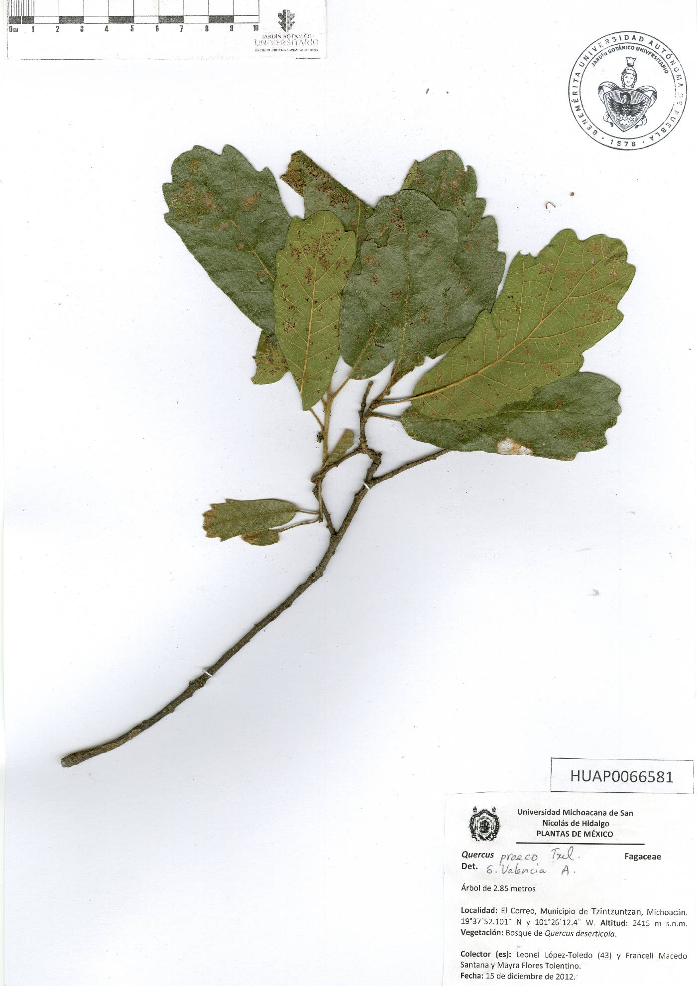 Quercus praeco image