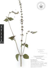 Salvia polystachia image
