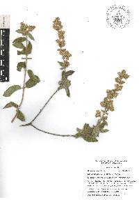 Lippia oaxacana image