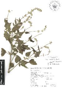 Salvia leptostachys image