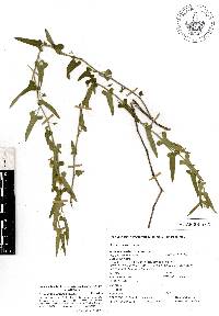 Image of Aristolochia crocea