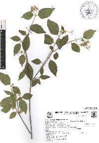 Croton sonorae image