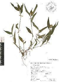 Commelina diffusa image