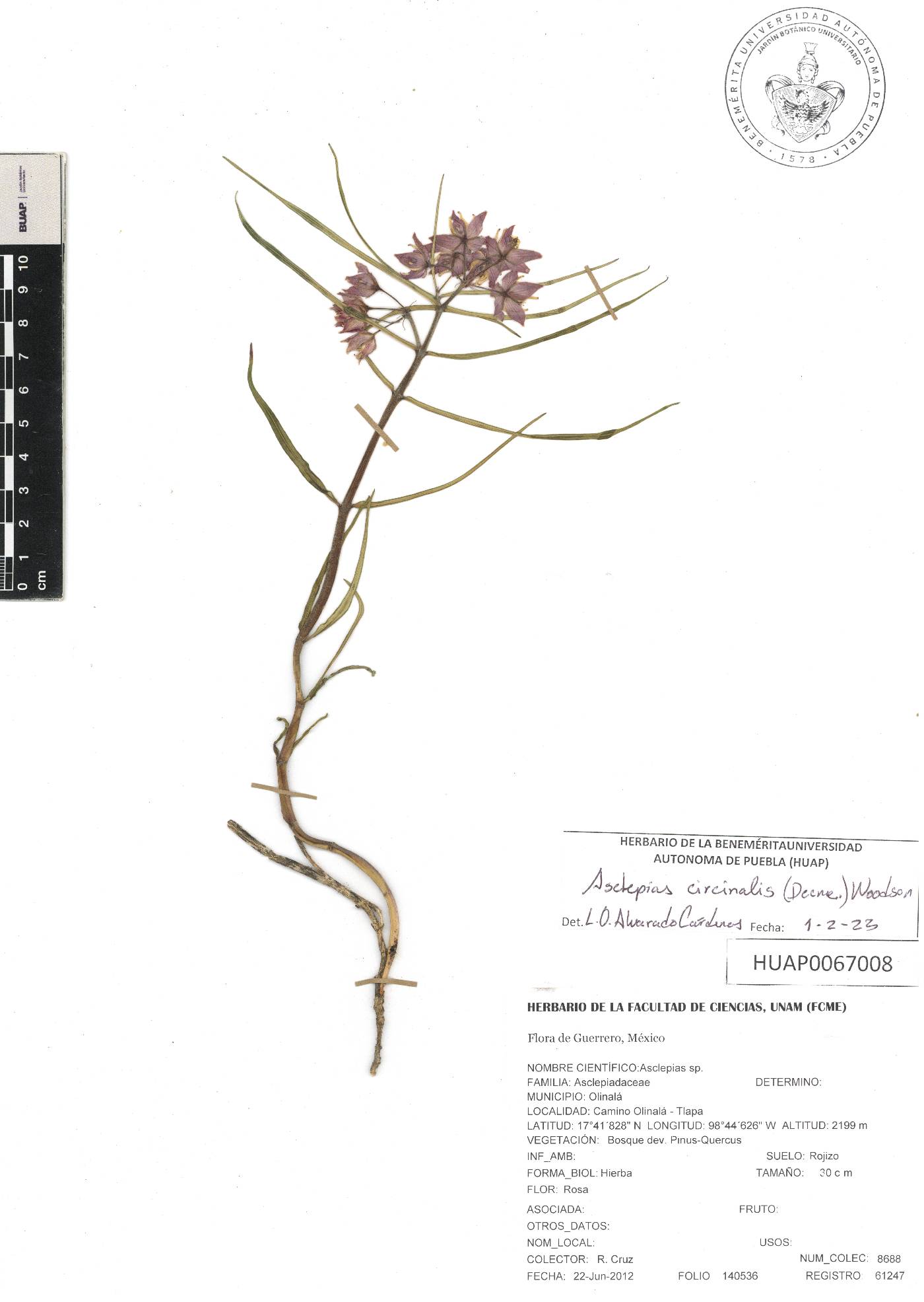 Asclepias circinalis image