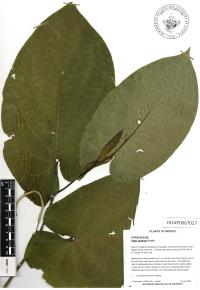 Piper auritum image