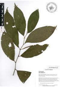 Piper hispidum image