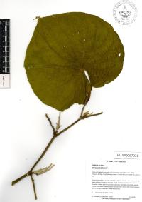 Lepianthes peltata image