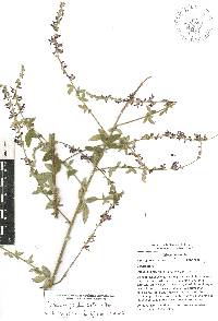 Desmodium plicatum image