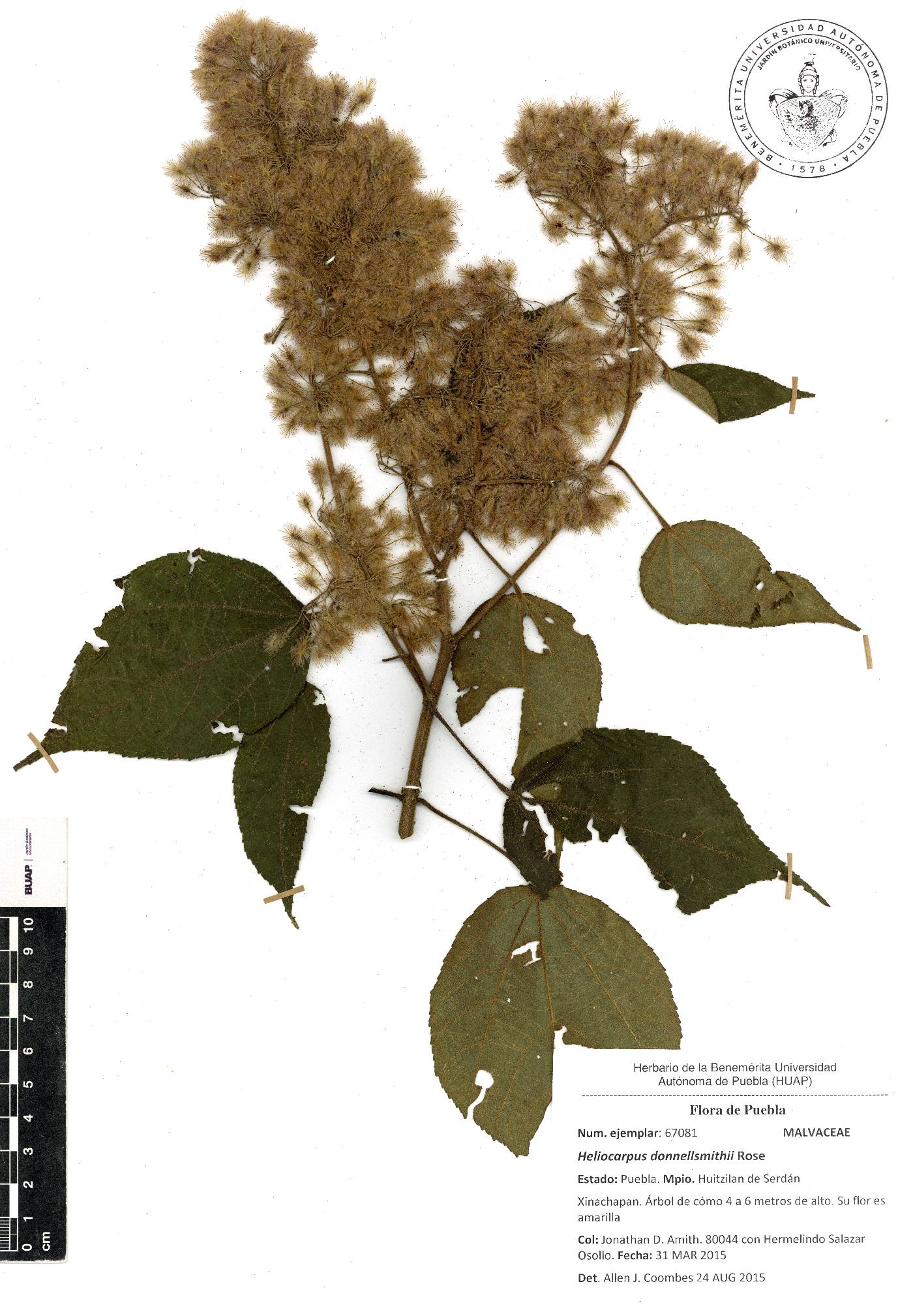 Heliocarpus donnellsmithii image