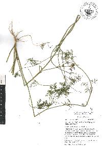 Cyclospermum leptophyllum image