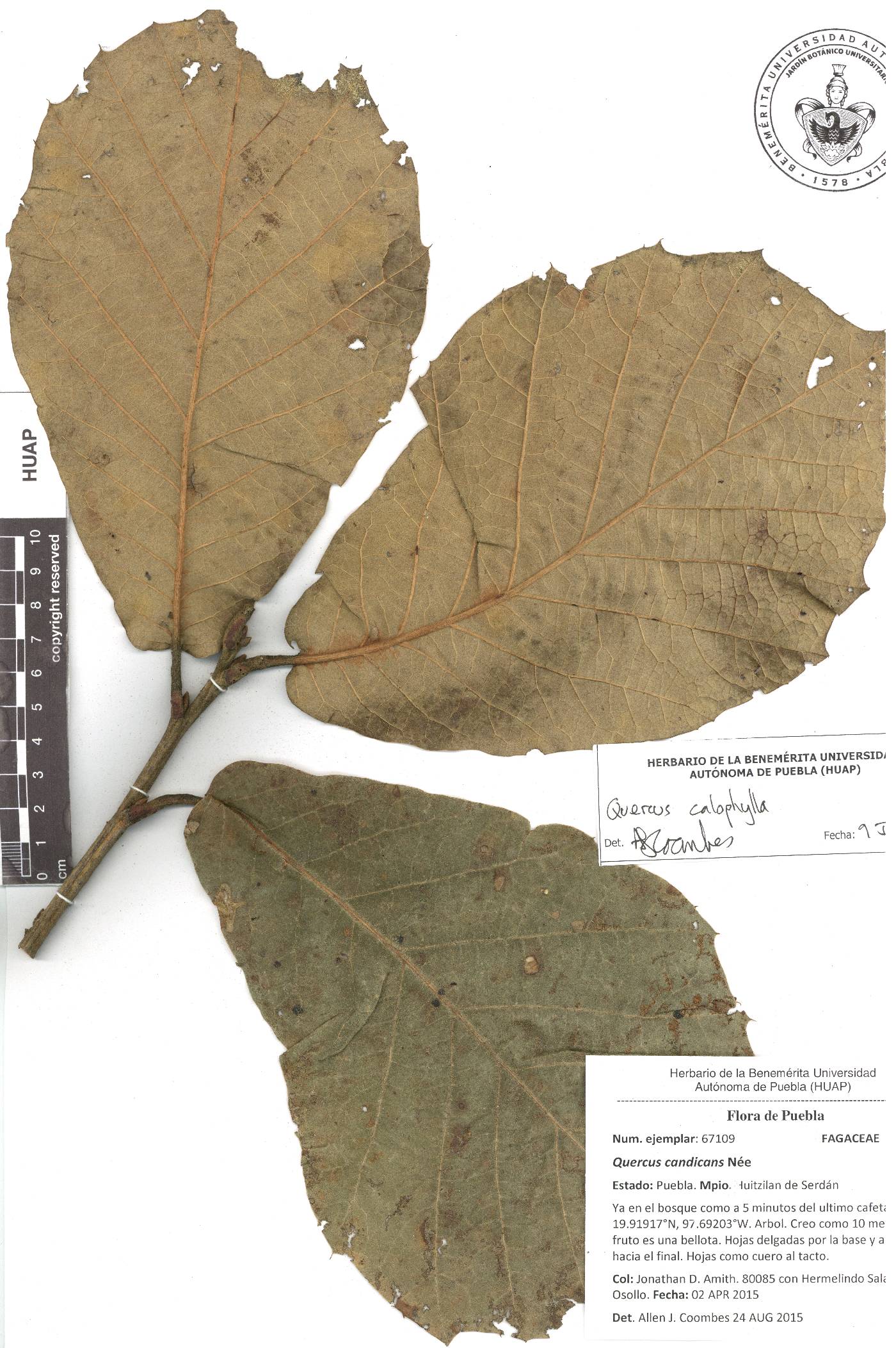 Quercus candicans image