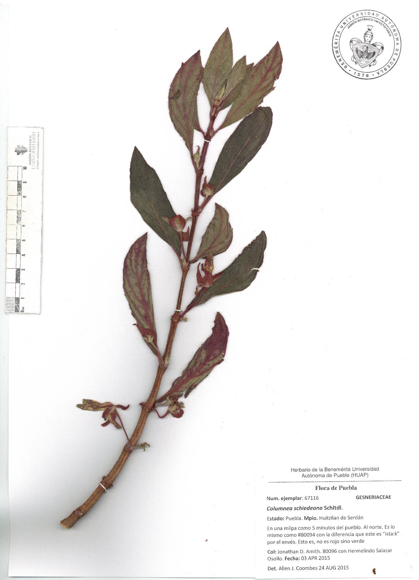 Columnea schiedeana image