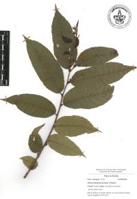 Ulmus mexicana image