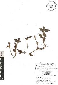 Tradescantia zebrina image