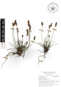 Plantago nivea image