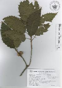 Quercus meavei image