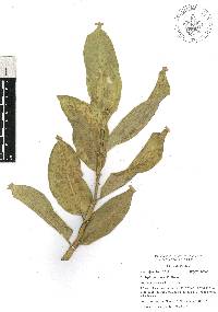 Asclepias notha image