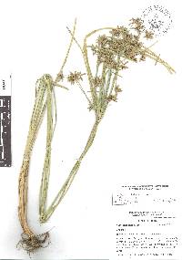 Cyperus laxus image