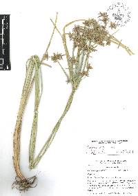 Cyperus laxus image