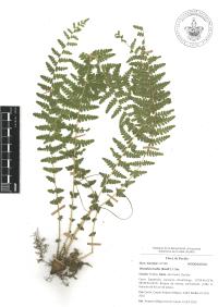 Woodsia mollis image
