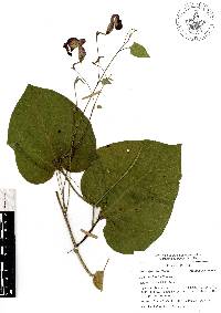 Aristolochia foetida image